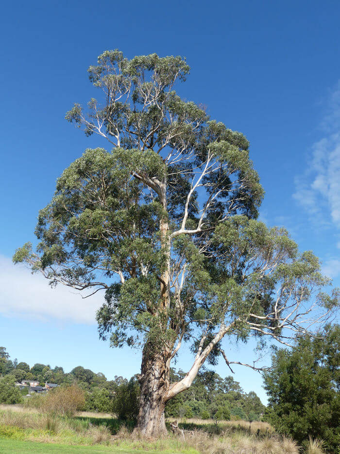 Eucalyptus strzeleckii