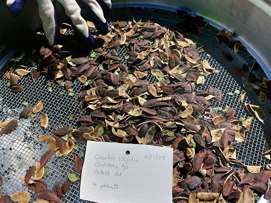 Goodia lotifolia seeds and pods